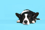 male Welsh Corgi Cardigan
