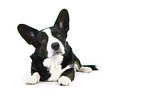 male Welsh Corgi Cardigan