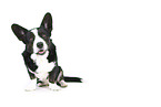 male Welsh Corgi Cardigan