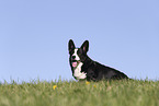 male Welsh Corgi Cardigan