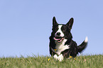 male Welsh Corgi Cardigan