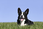 male Welsh Corgi Cardigan