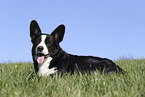 male Welsh Corgi Cardigan