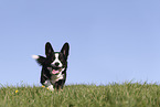 male Welsh Corgi Cardigan