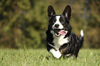 male Welsh Corgi Cardigan