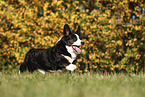 male Welsh Corgi Cardigan
