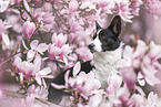 Welsh Corgi Cardigan