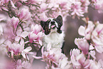 Welsh Corgi Cardigan