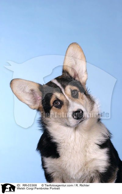 Welsh Corgi Pembroke Portrait / Welsh Corgi Pembroke Portrait / RR-03368