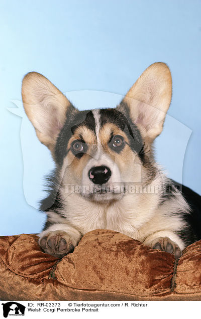 Welsh Corgi Pembroke Portrait / Welsh Corgi Pembroke Portrait / RR-03373