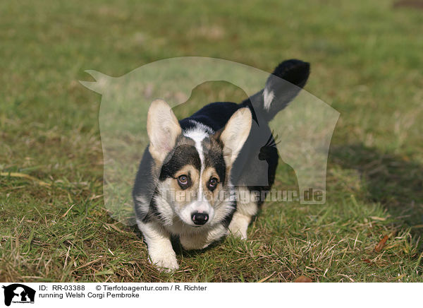rennender / running Welsh Corgi Pembroke / RR-03388