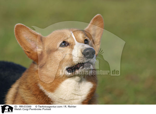 Welsh Corgi Pembroke Portrait / Welsh Corgi Pembroke Portrait / RR-03389
