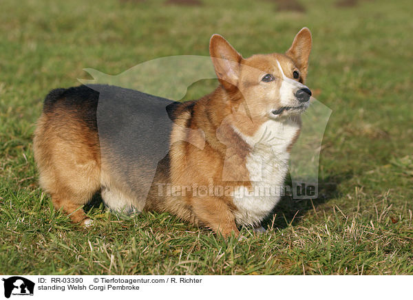 stehender / standing Welsh Corgi Pembroke / RR-03390