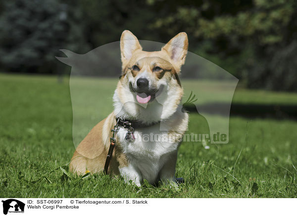 Welsh Corgi Pembroke / SST-06997