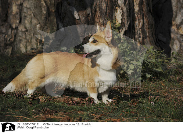Welsh Corgi Pembroke / Welsh Corgi Pembroke / SST-07012