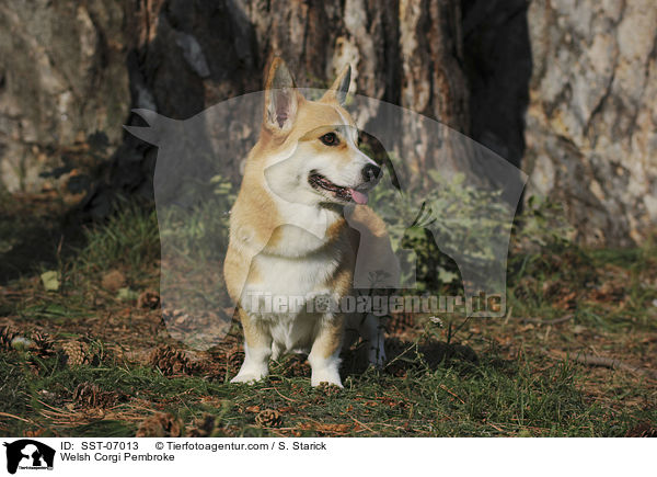 Welsh Corgi Pembroke / SST-07013