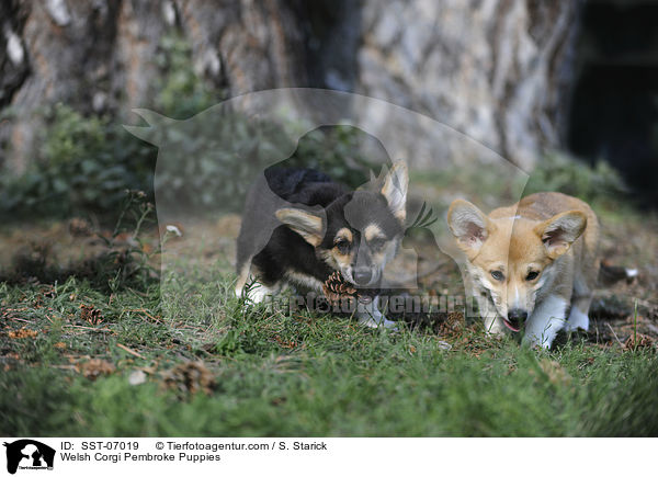 Welsh Corgi Pembroke Puppies / SST-07019