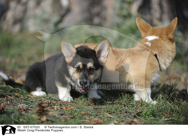 Welsh Corgi Pembroke Puppies / SST-07020