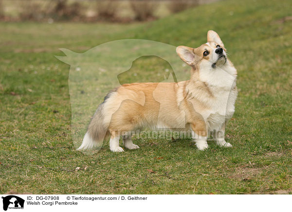 Welsh Corgi Pembroke / DG-07908