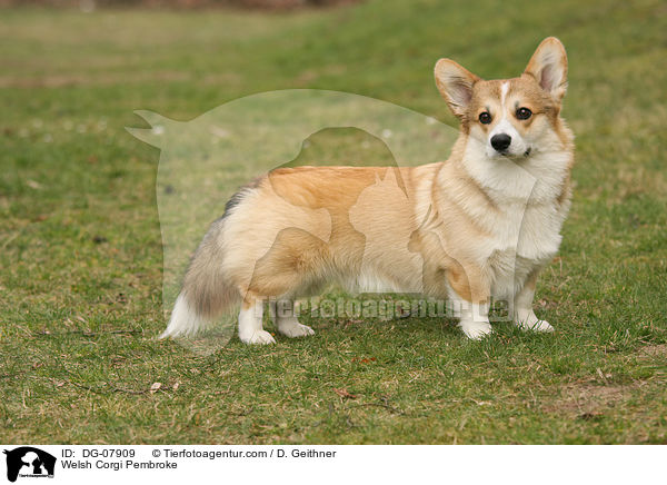 Welsh Corgi Pembroke / DG-07909