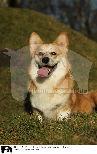 Welsh Corgi Pembroke / KL-17915