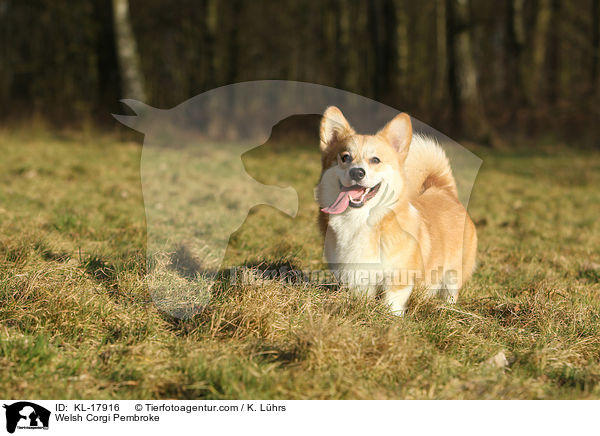 Welsh Corgi Pembroke / KL-17916