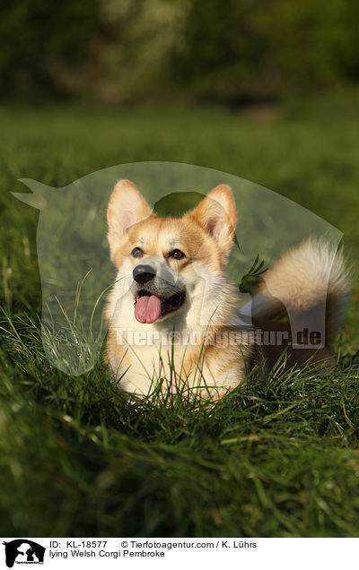 lying Welsh Corgi Pembroke / KL-18577