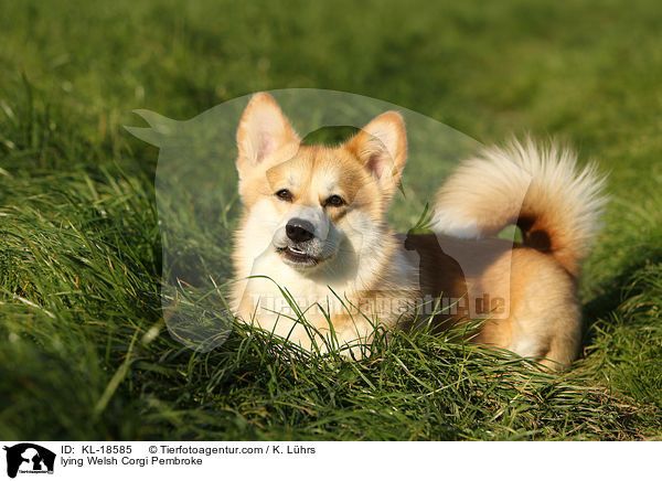 lying Welsh Corgi Pembroke / KL-18585