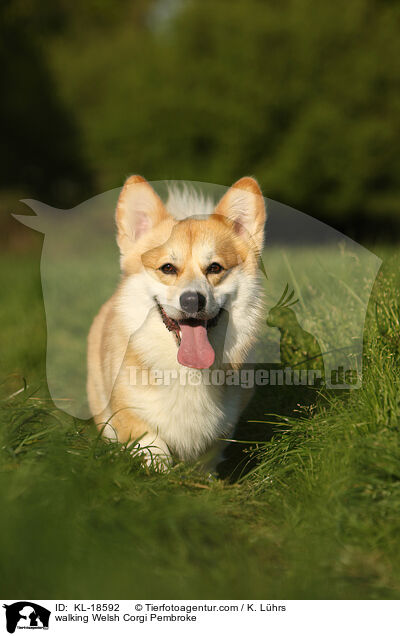 walking Welsh Corgi Pembroke / KL-18592