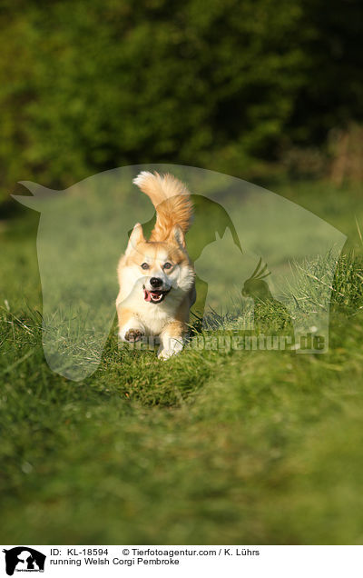 running Welsh Corgi Pembroke / KL-18594