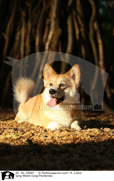 lying Welsh Corgi Pembroke / KL-18597