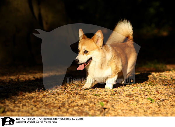 walking Welsh Corgi Pembroke / KL-18599