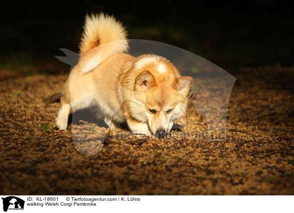 walking Welsh Corgi Pembroke / KL-18601