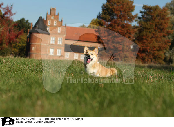 sitting Welsh Corgi Pembroke / KL-18906