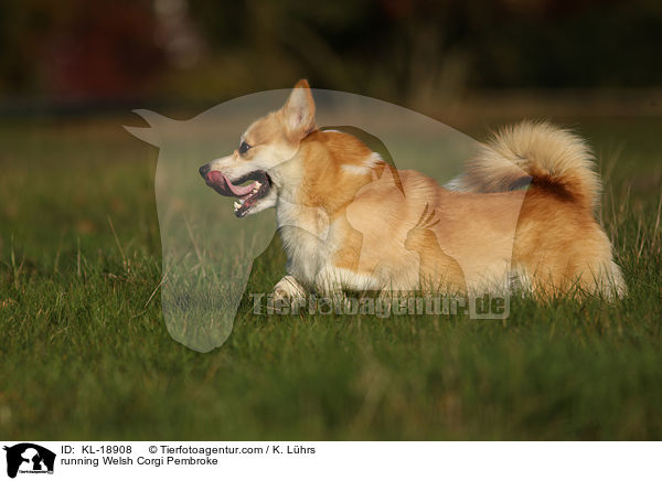 running Welsh Corgi Pembroke / KL-18908