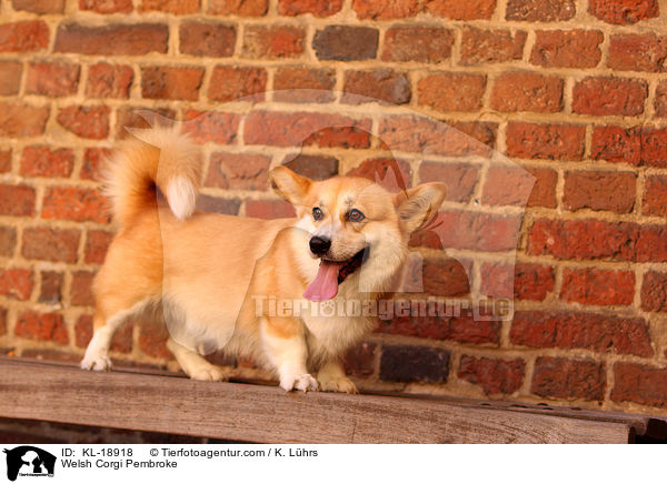 Welsh Corgi Pembroke / KL-18918