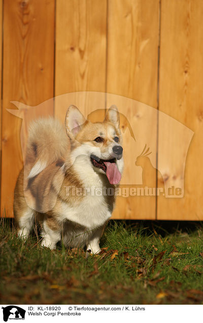 Welsh Corgi Pembroke / KL-18920