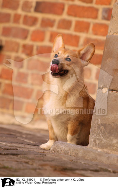 sitting Welsh Corgi Pembroke / KL-18924