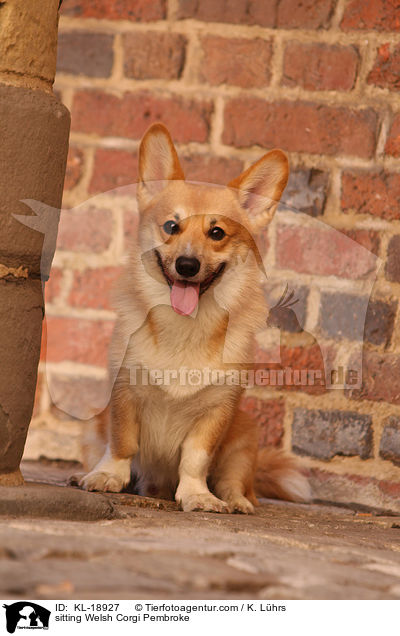 sitting Welsh Corgi Pembroke / KL-18927