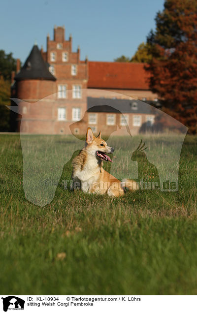 sitting Welsh Corgi Pembroke / KL-18934