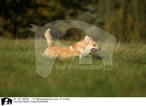 running Welsh Corgi Pembroke / KL-18940