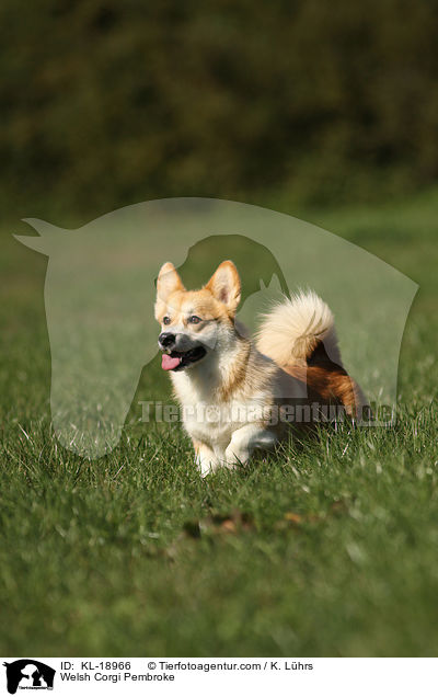 Welsh Corgi Pembroke / KL-18966