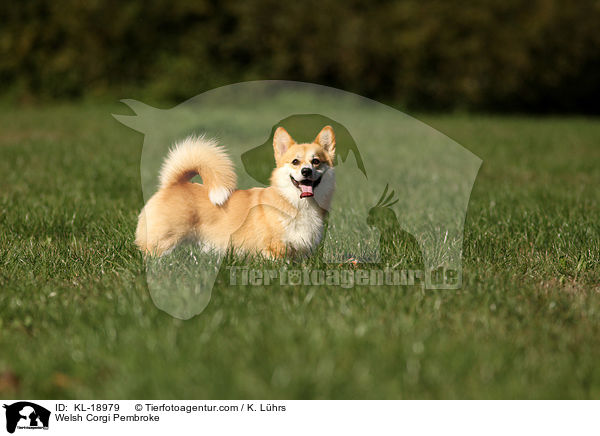 Welsh Corgi Pembroke / KL-18979