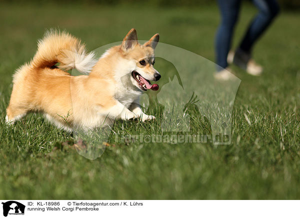 running Welsh Corgi Pembroke / KL-18986