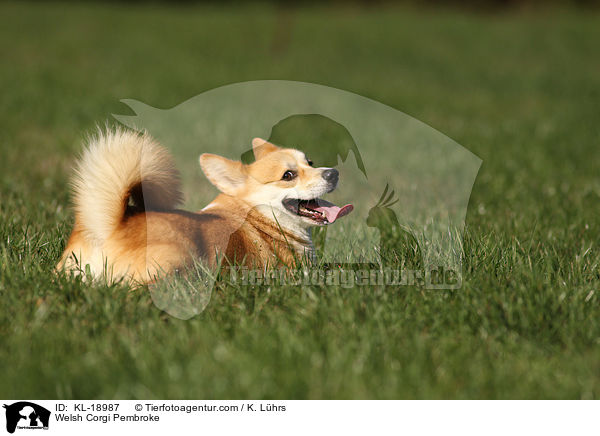 Welsh Corgi Pembroke / KL-18987