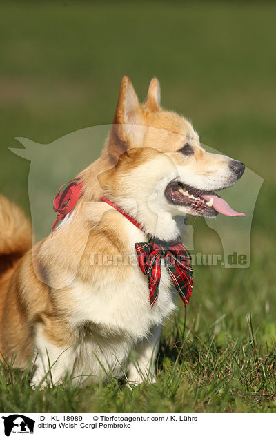 sitting Welsh Corgi Pembroke / KL-18989