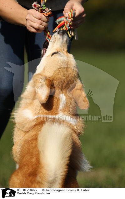 Welsh Corgi Pembroke / KL-18992