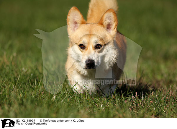 Welsh Corgi Pembroke / KL-18997