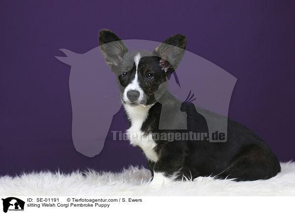 sitting Welsh Corgi Pembroke Puppy / SE-01191