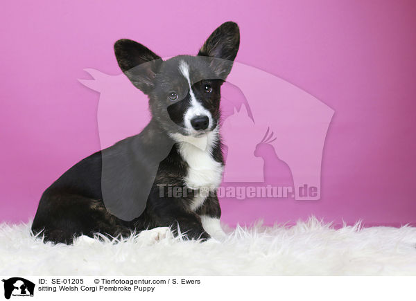 sitting Welsh Corgi Pembroke Puppy / SE-01205